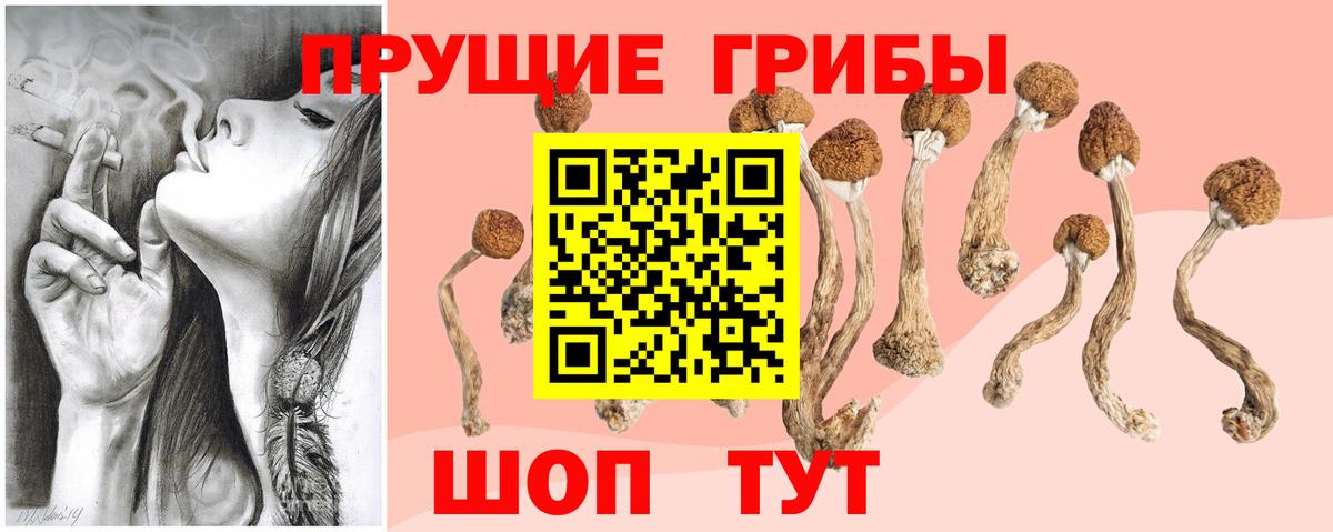 Псилоцибиновые грибы Psilocybine cubensis Клинцы